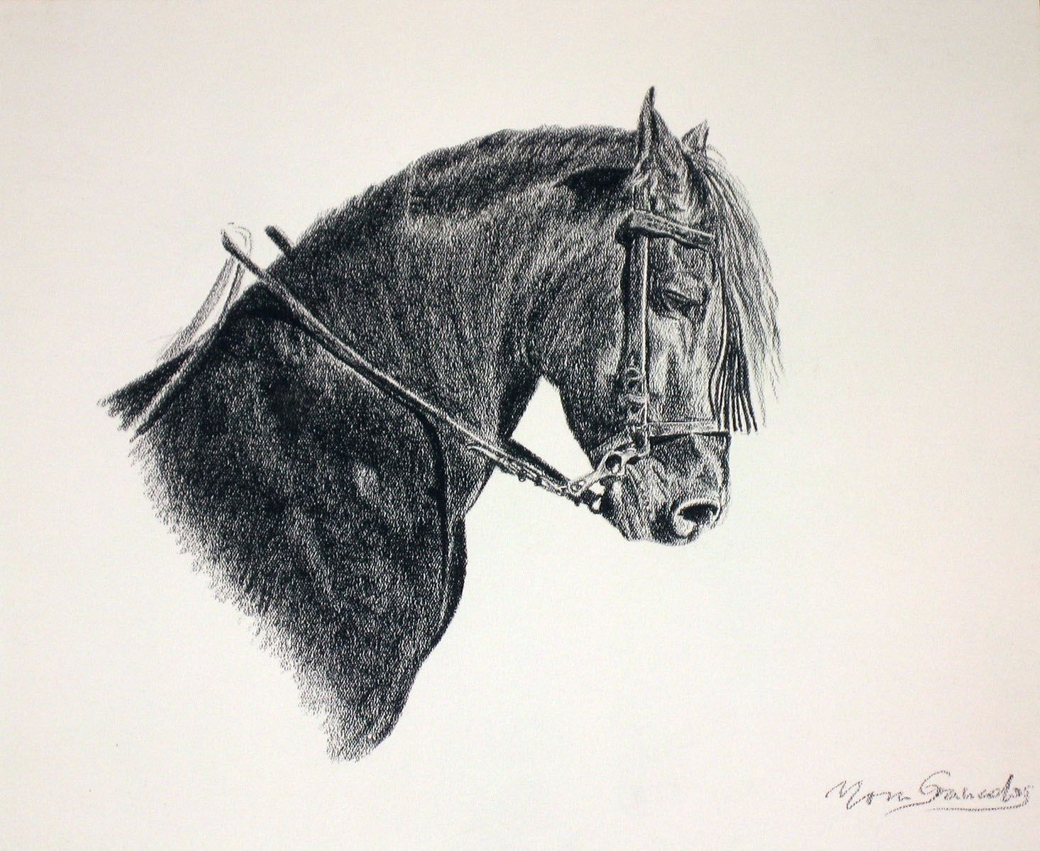 CABEZA-DE-CABALLO